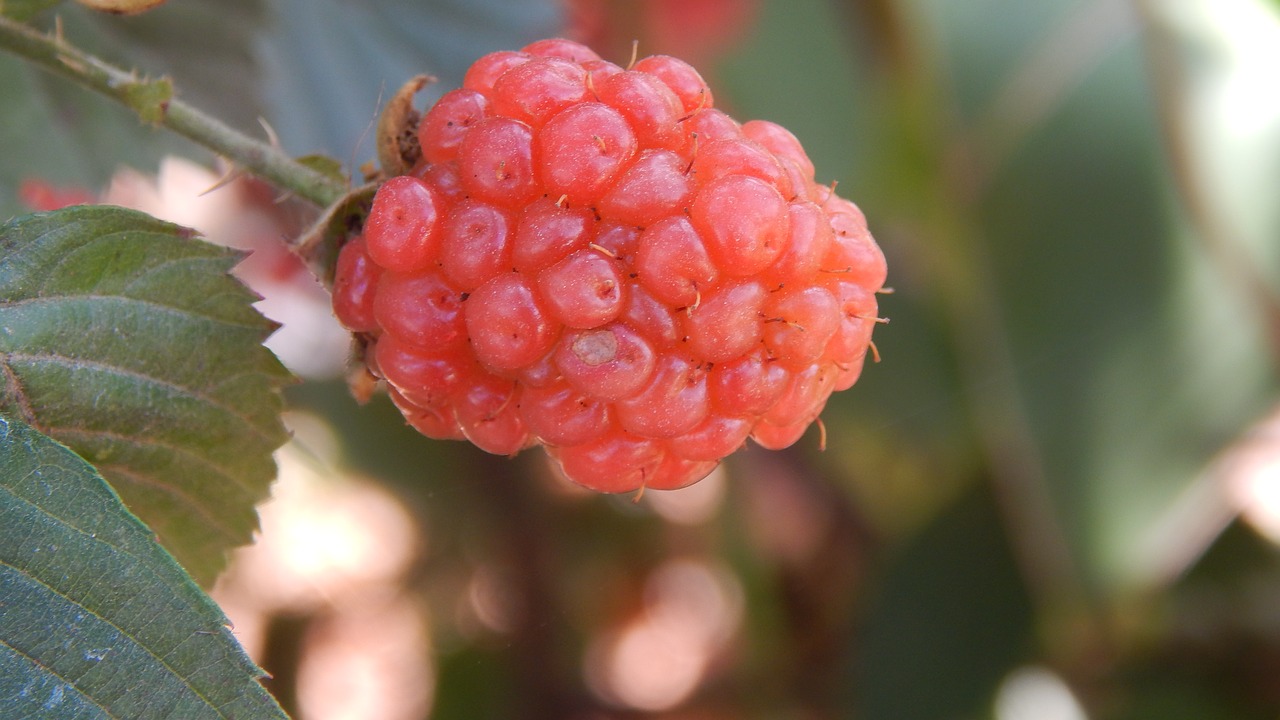 fruit  mora  berry free photo