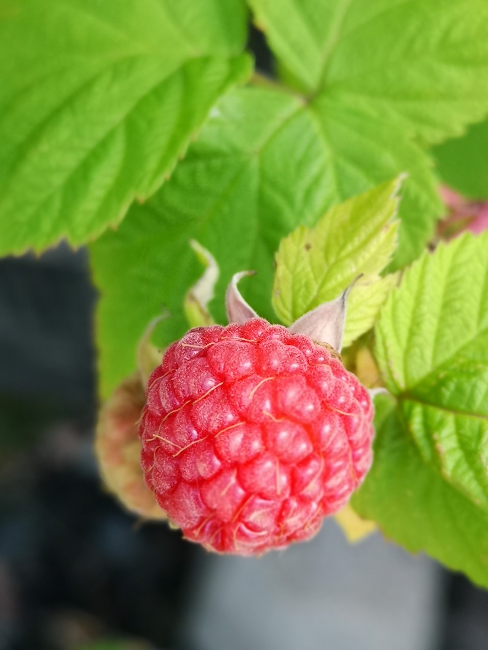 fruit  leaf  food free photo