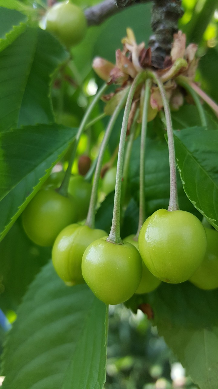 fruit  food  leaf free photo