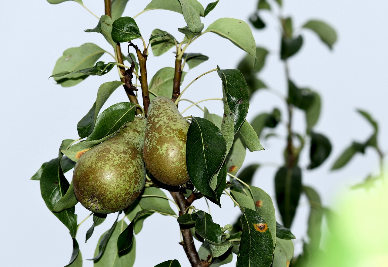 fruit  deciduous  pears free photo