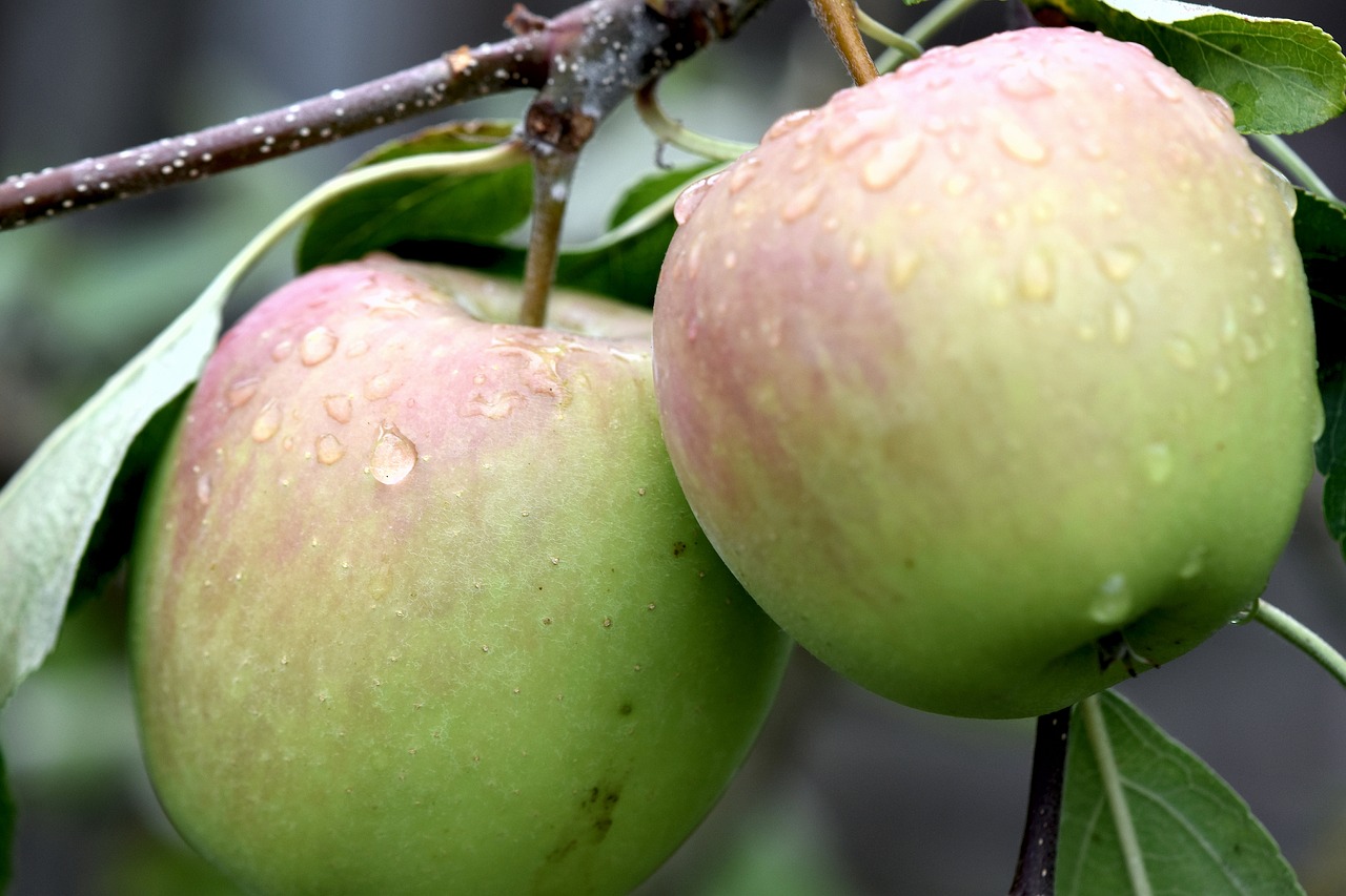 fruit  deciduous  apples free photo