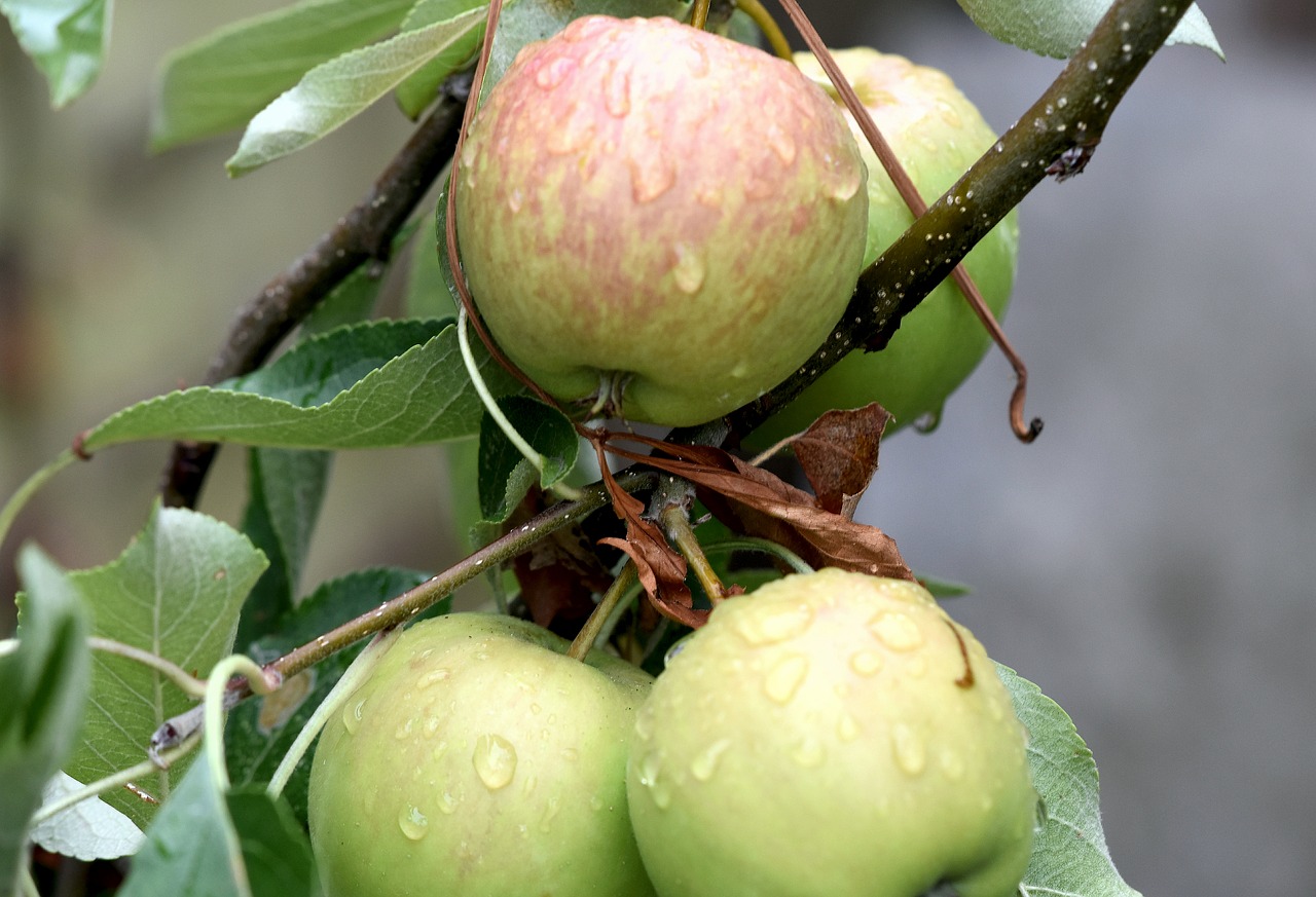 fruit  apples  ripening free photo