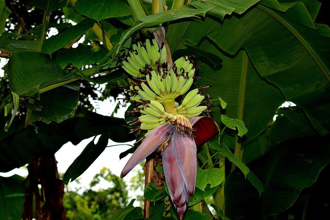 fruit  raw  banana free photo