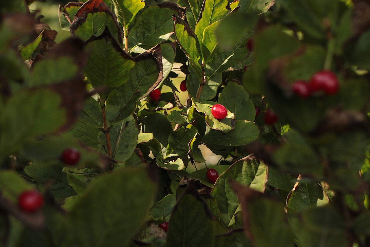 fruit  the sun  nature free photo