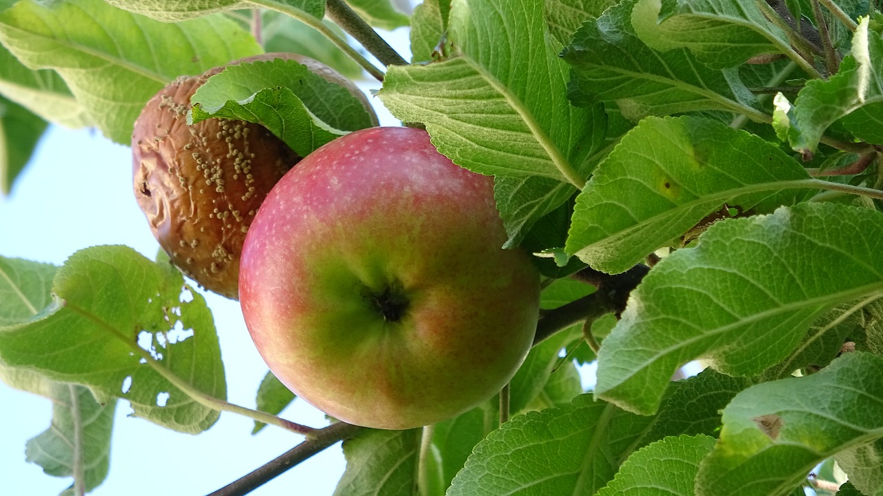 fruit  apple  food free photo