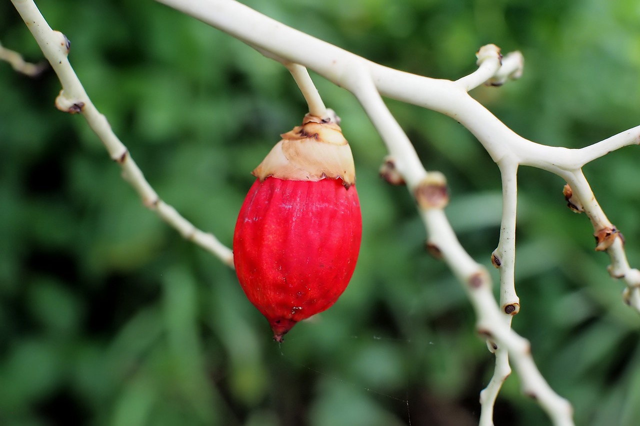 fruit  plant  nature free photo