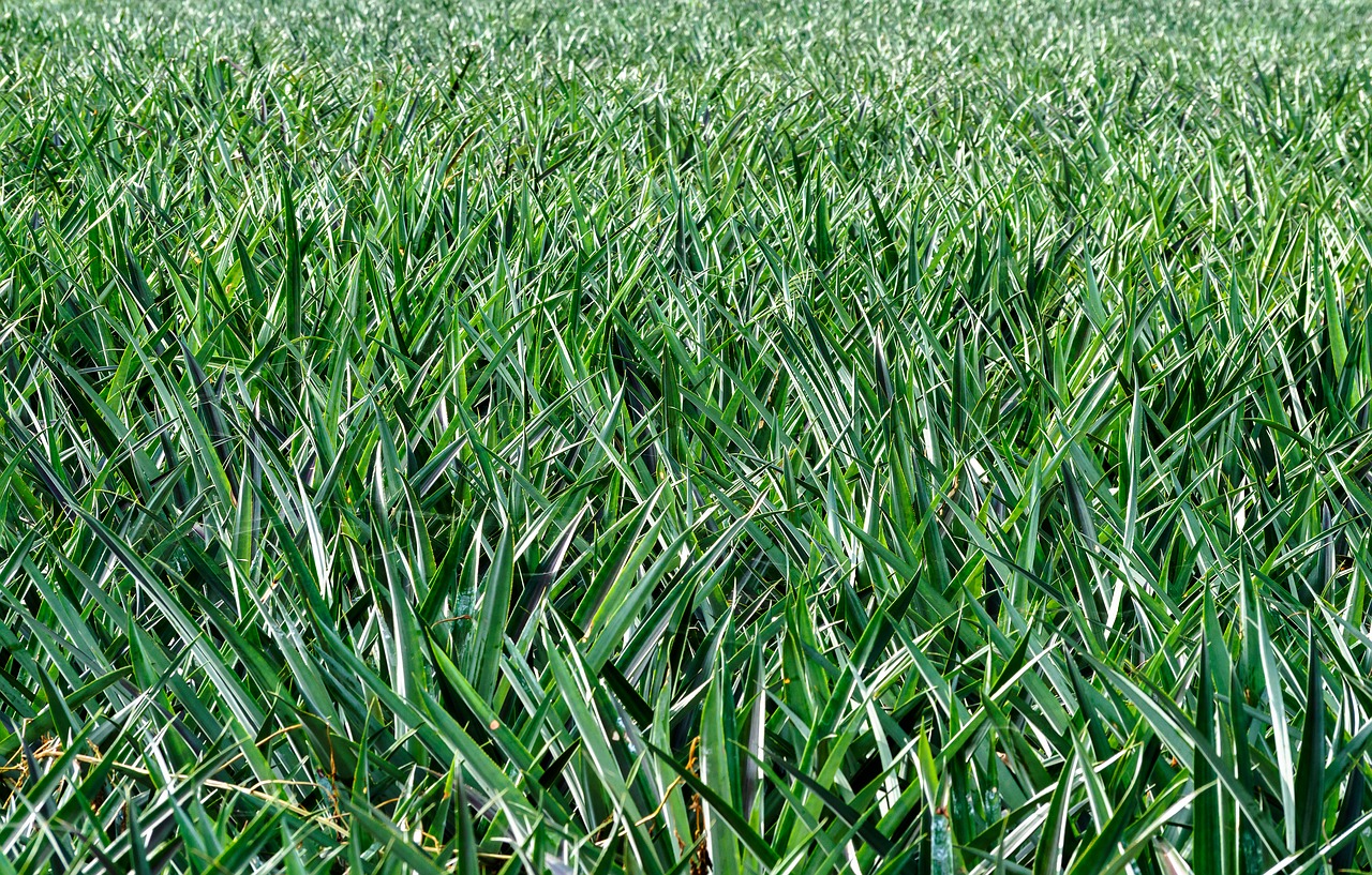 fruit  pineapple  plant free photo