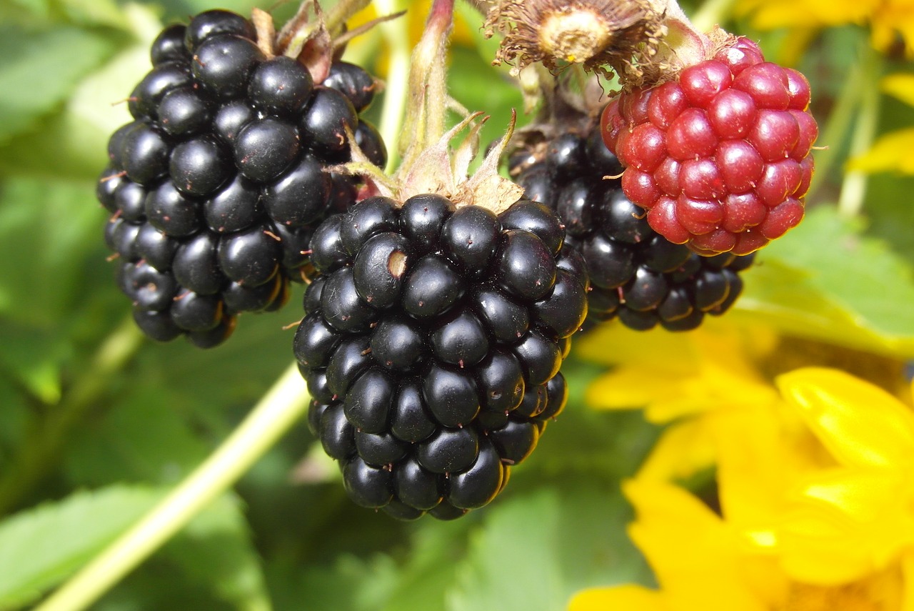 fruit  blackberries  garden free photo