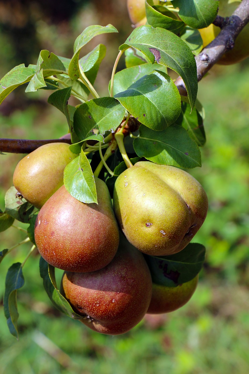 fruit  harvest  pears free photo