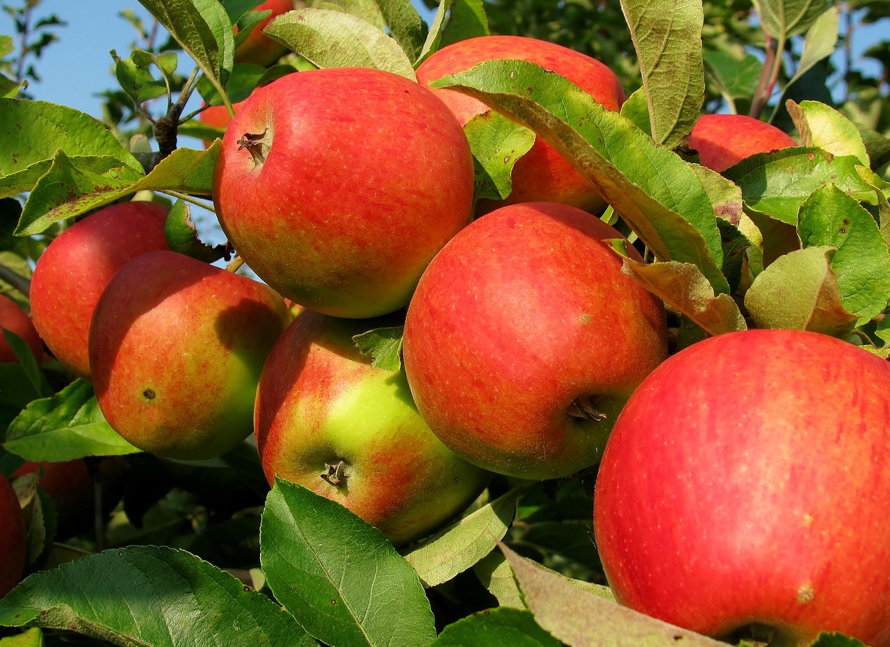 fruit  apple  ripe free photo