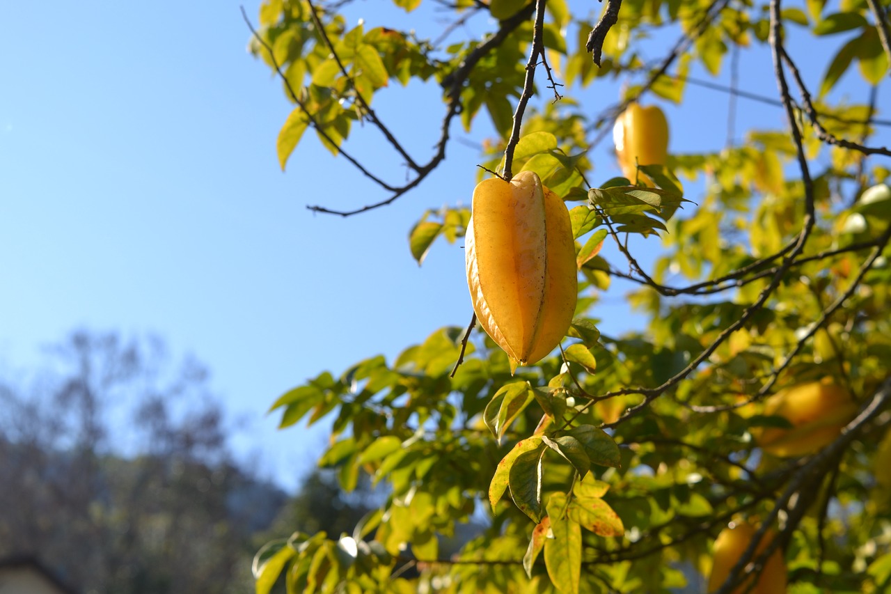 Карамбола фото фрукта и дерева
