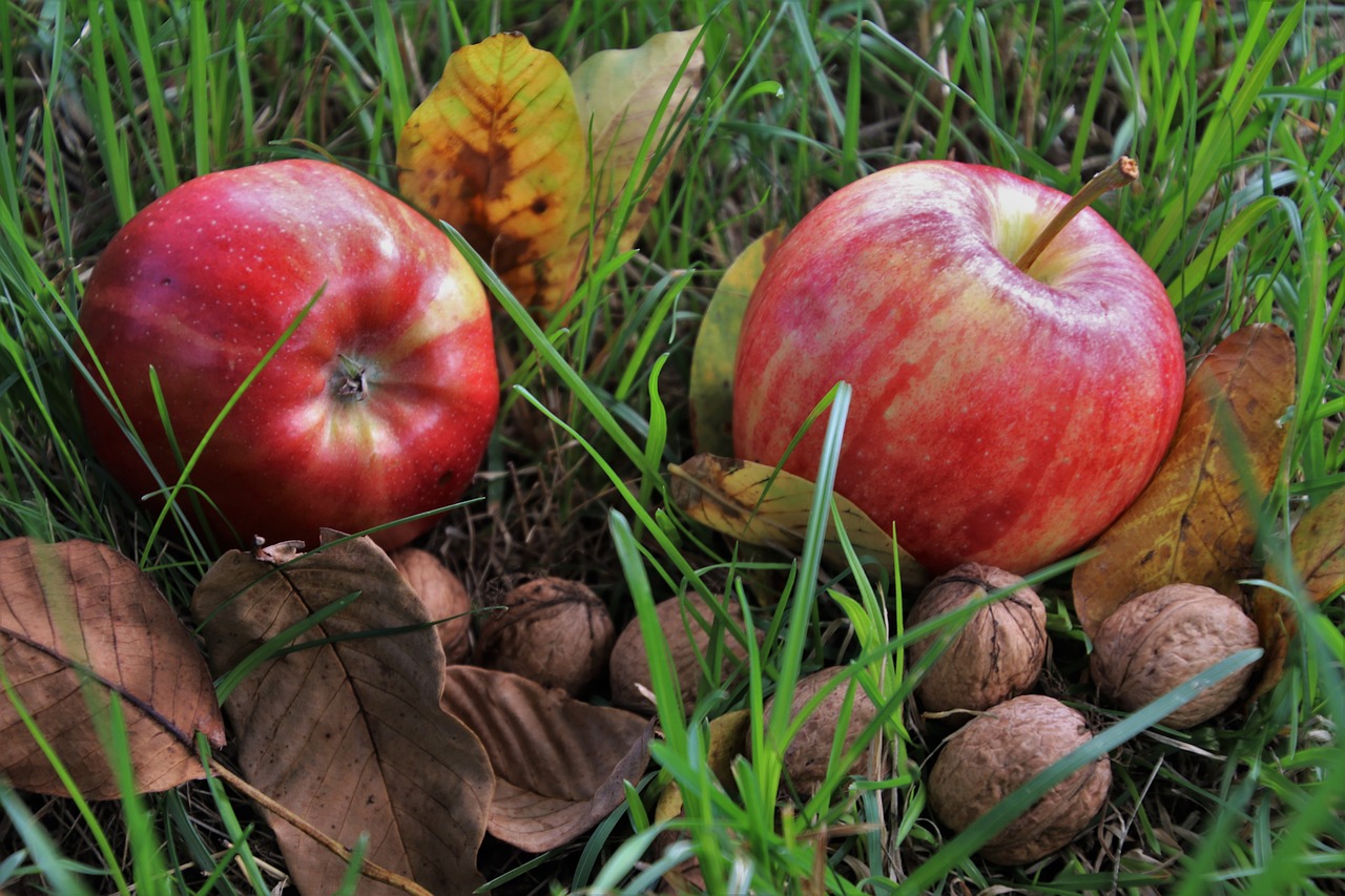 fruit  apples  mature free photo