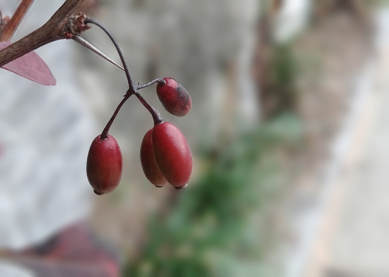 fruit  schisandra  autumn free photo