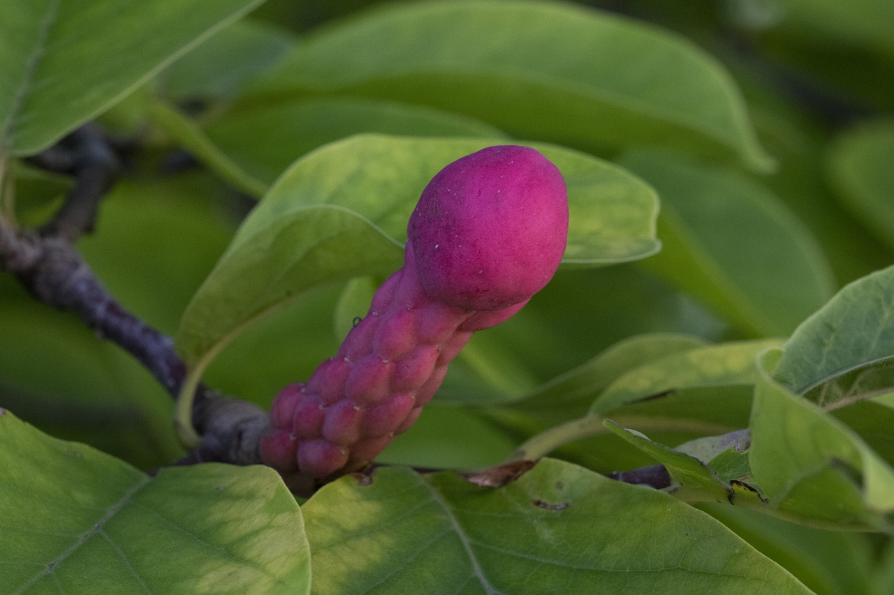 fruit  wood  autumn free photo