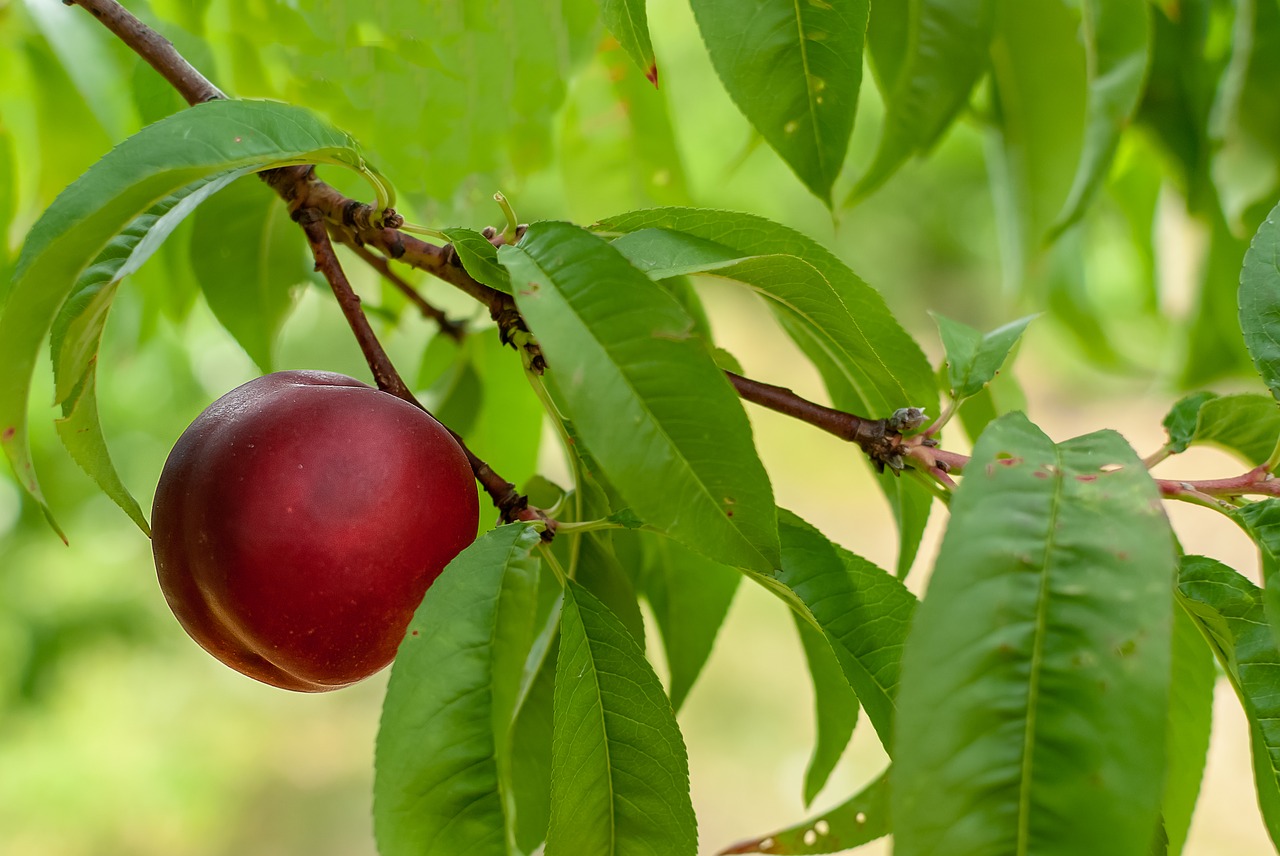 fruit  plum  red free photo