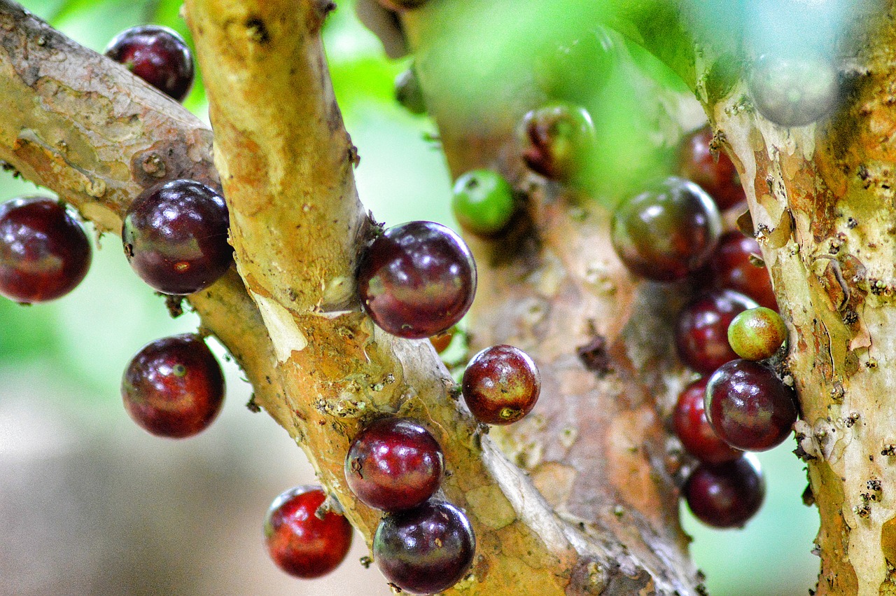 fruit  nature  trees free photo