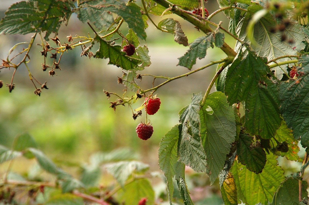 fruit  tree  fruit tree free photo