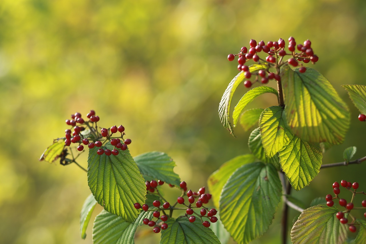 fruit  nature  leaf free photo