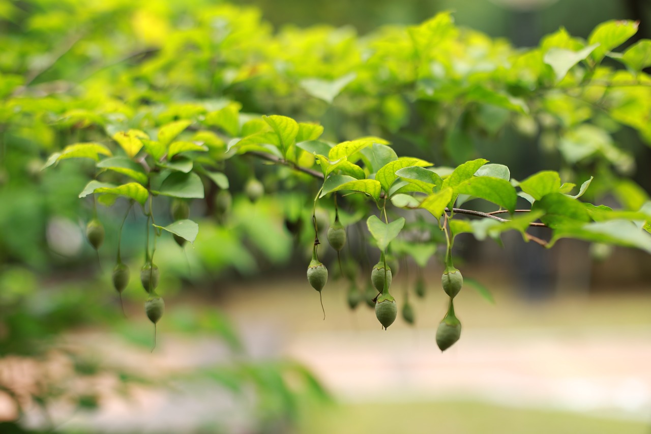 fruit  nature  leaf free photo