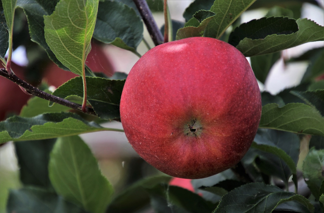 fruit  apple  sprig free photo