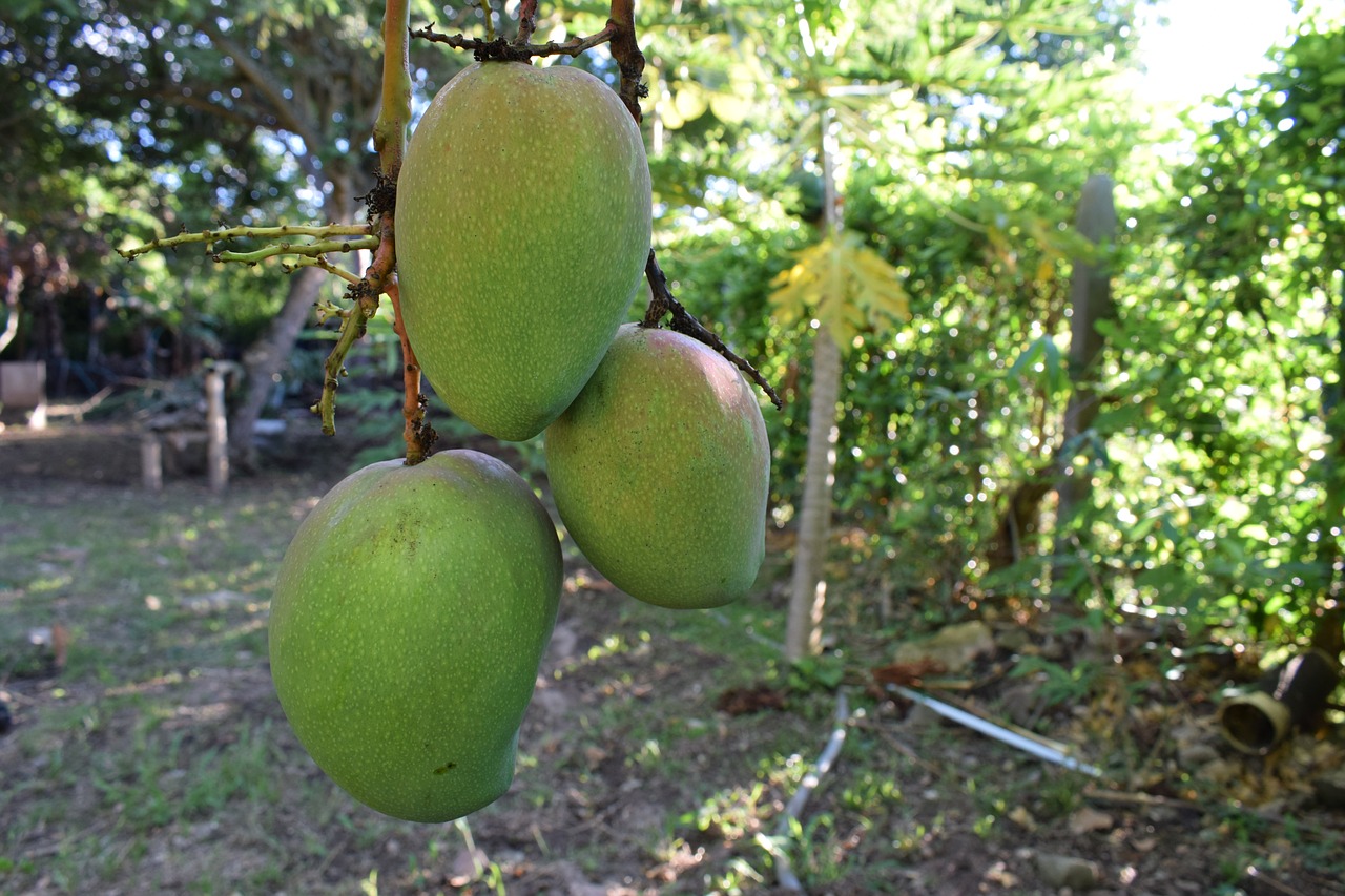 fruit  colombia  mango free photo