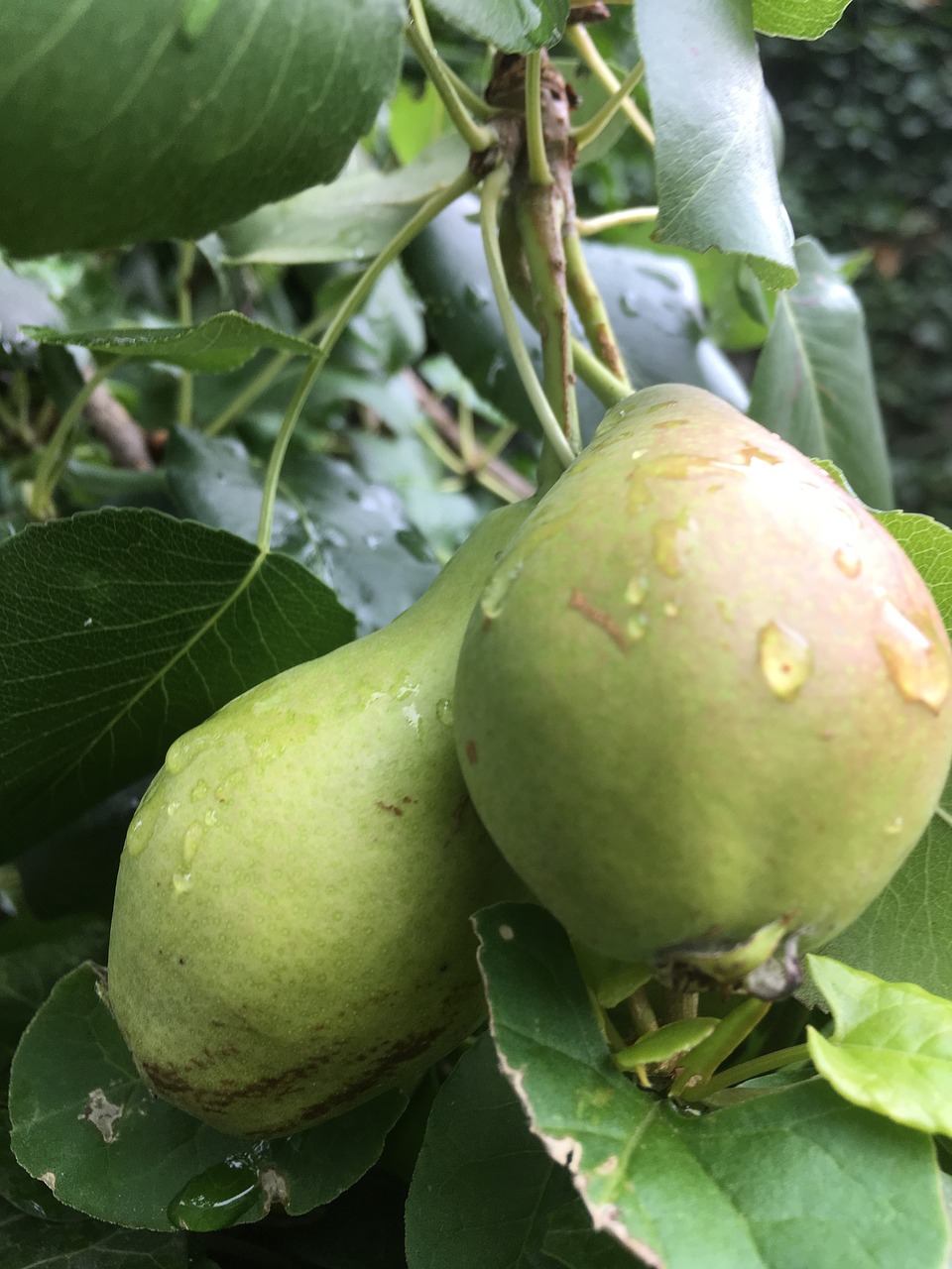 fruit  pear  food free photo