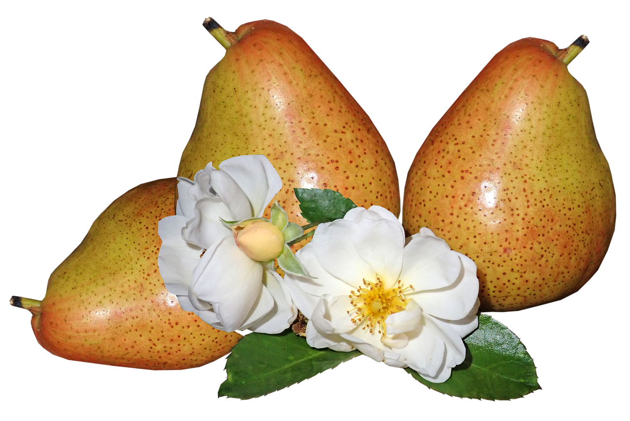 fruit  pears  ripe free photo