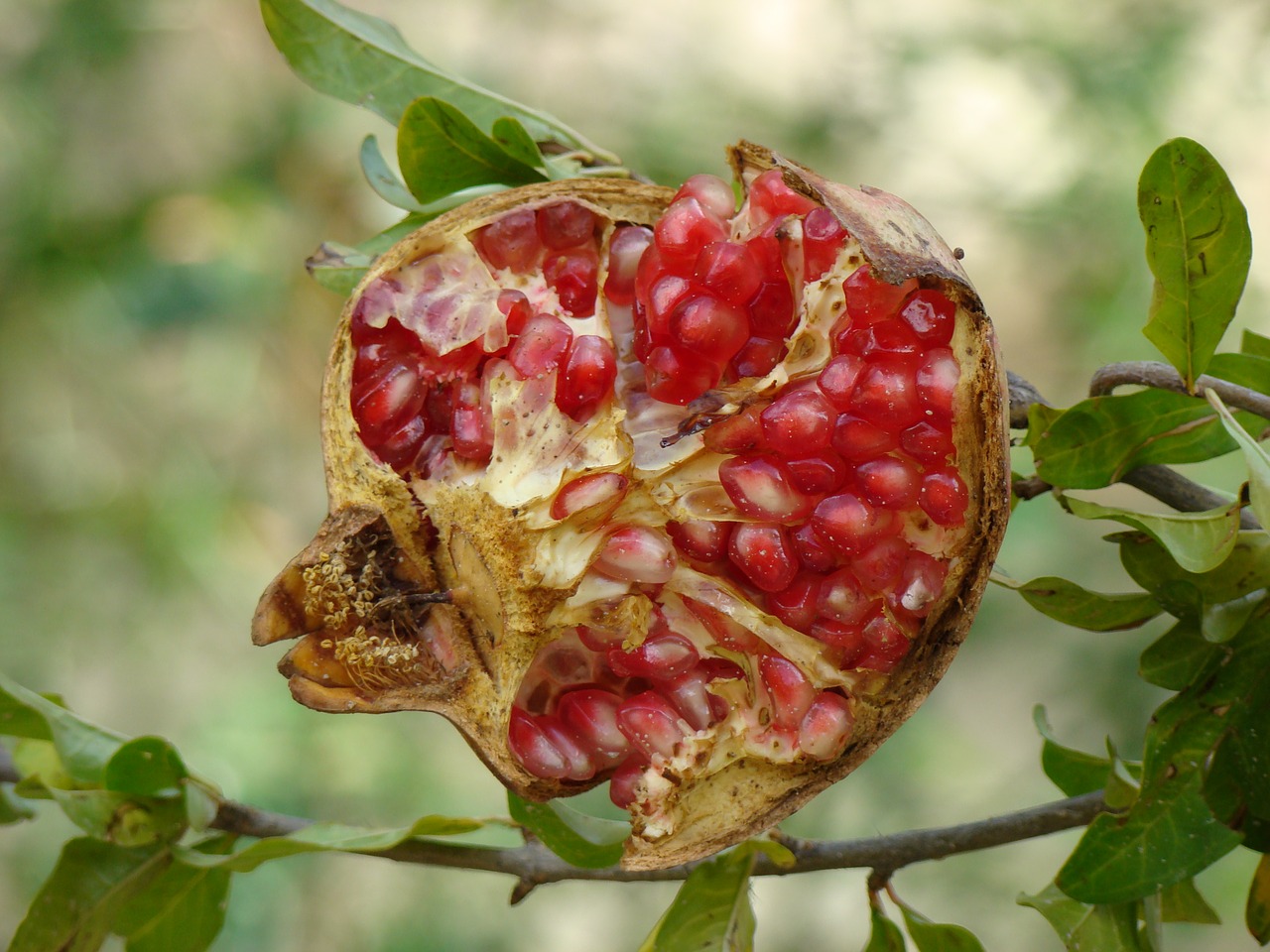 fruit  granada  forest free photo