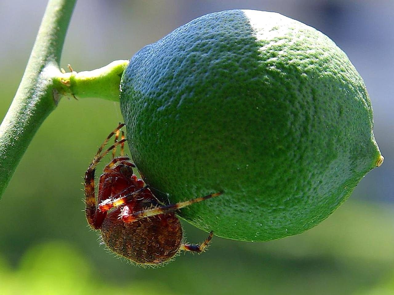 fruit spiders limes free photo