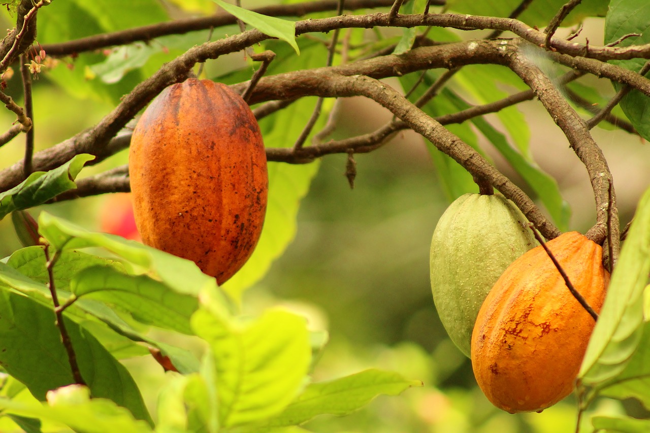 fruit  cocoa  food free photo