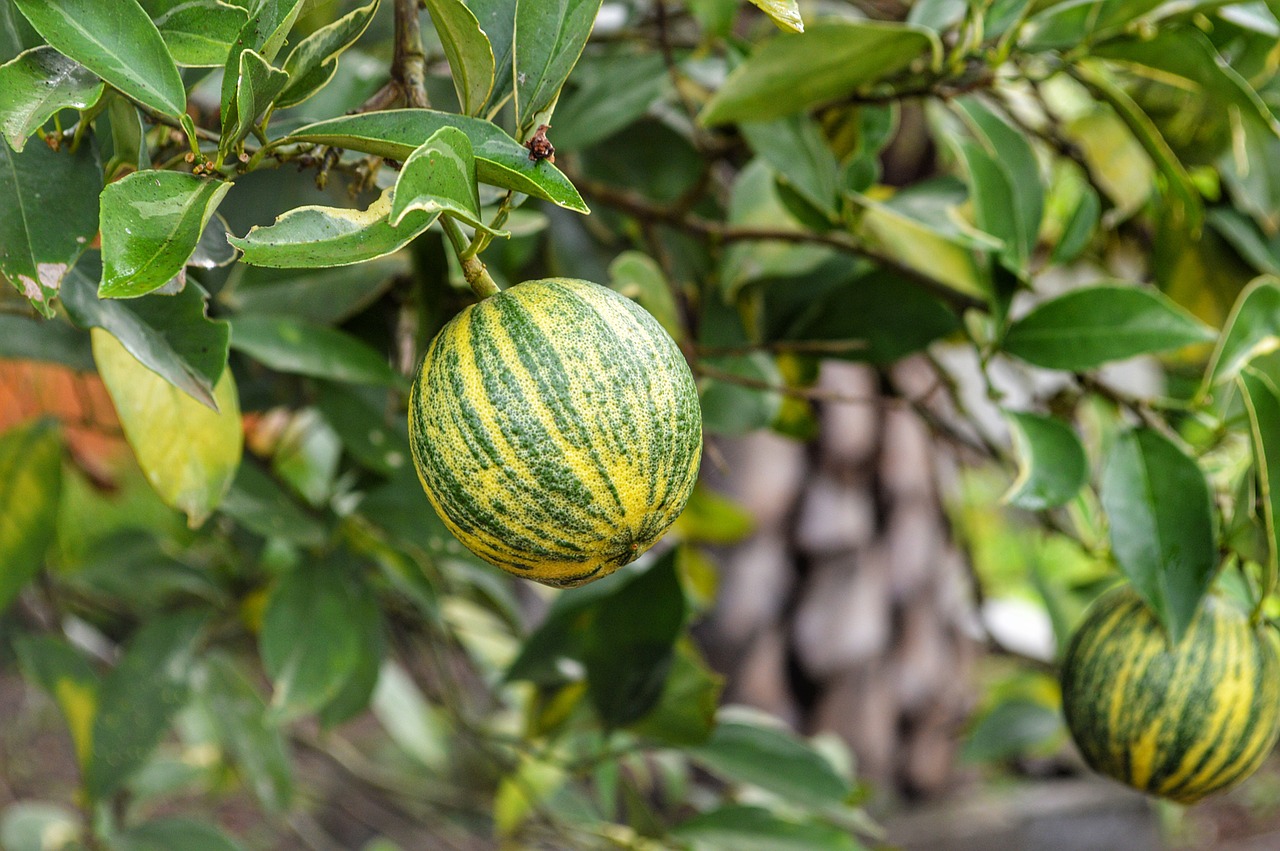 fruit  tree  orange tree free photo