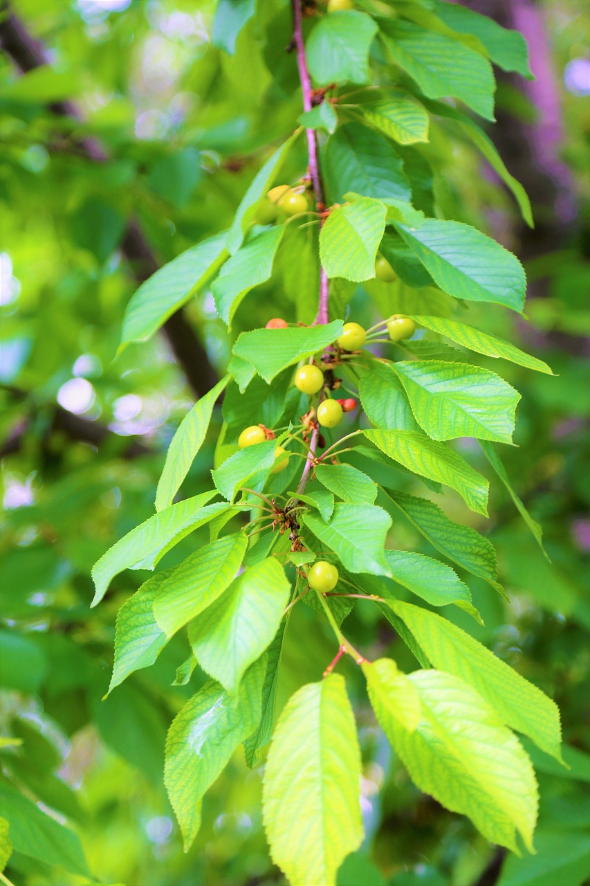 fruit  cherry  branch free photo