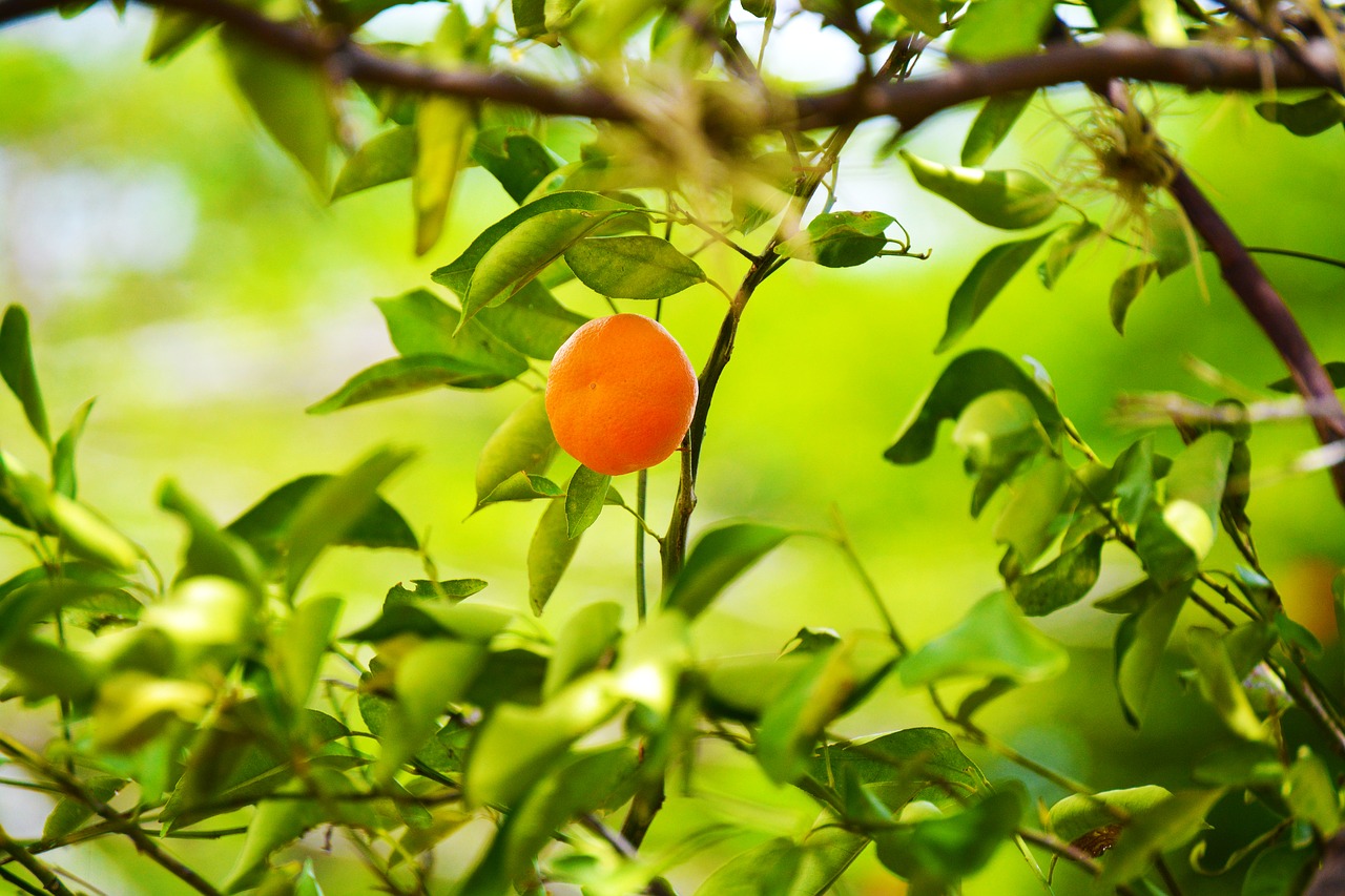 fruit  tangerine  food free photo
