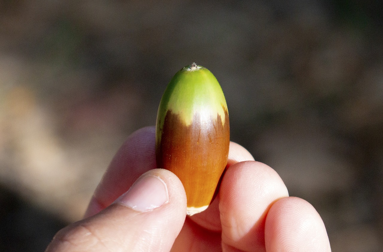 fruit  hand  chestnut free photo