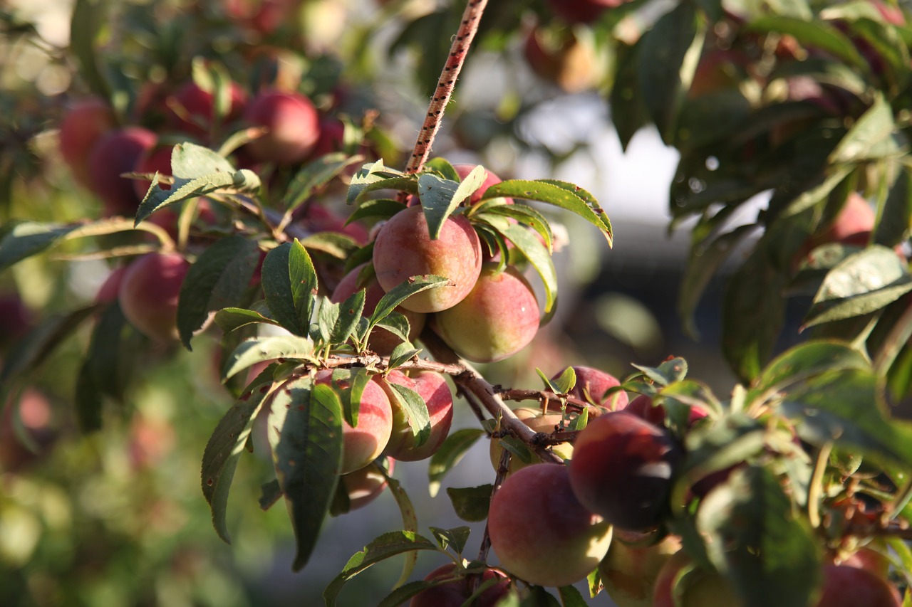 fruit  fresh  healthy free photo