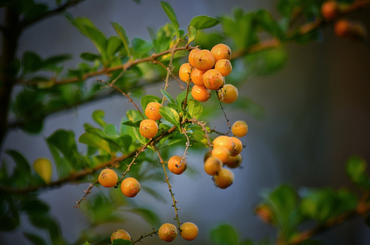 fruit  ripe  yellow free photo