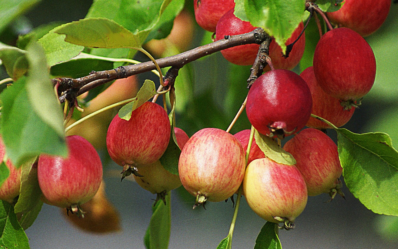 fruit nature apples free photo