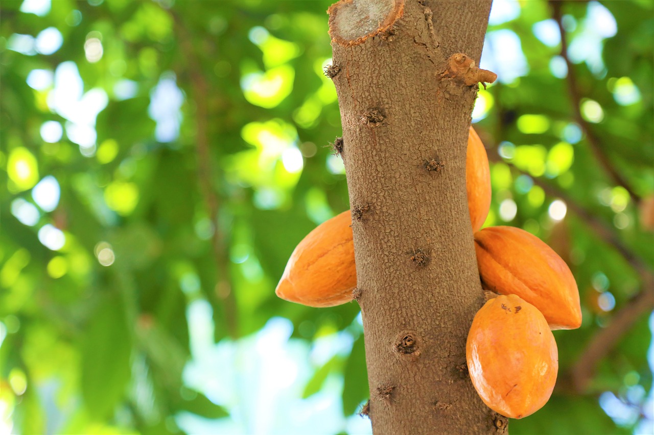 fruit  tree  tropical free photo