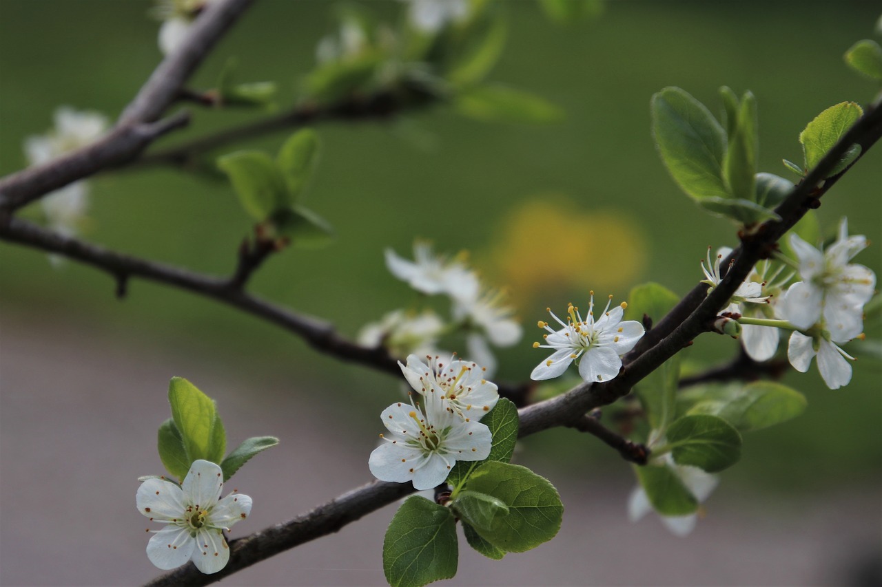 fruit  flowers  flowering free photo