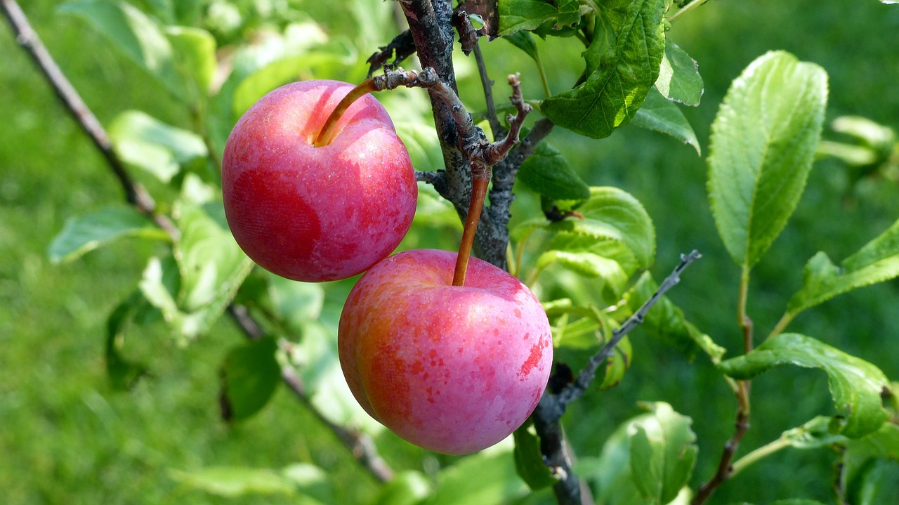 fruit plum food free photo