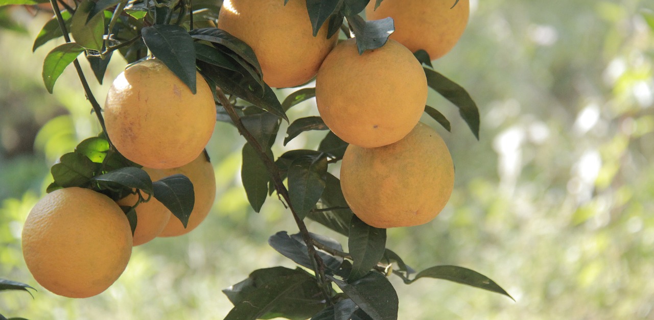 fruit  orange  food free photo