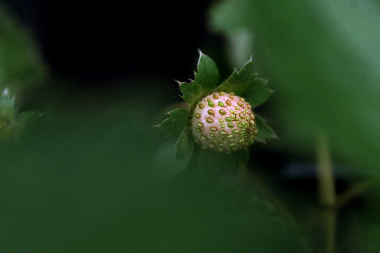 fruit  strawberry  plant free photo