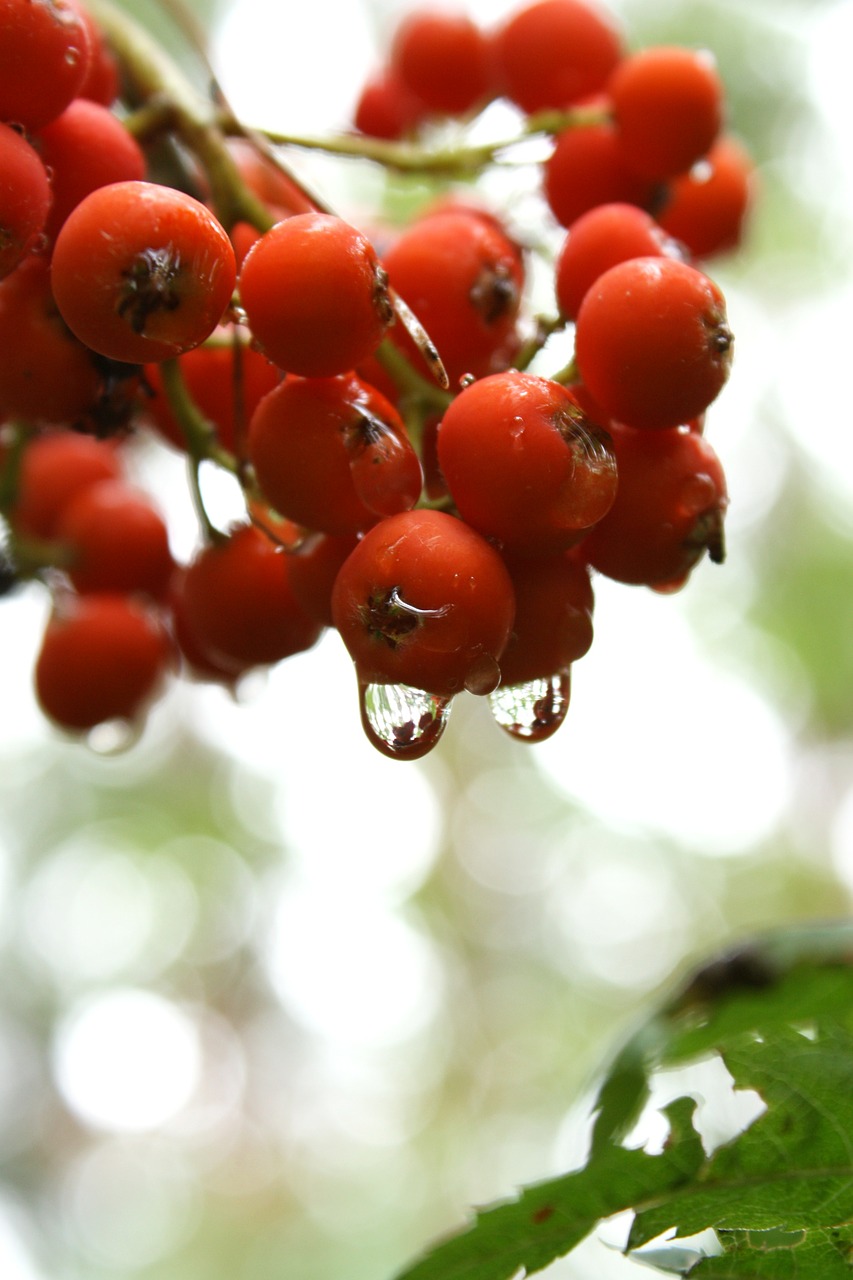 fruit rowan tree free photo