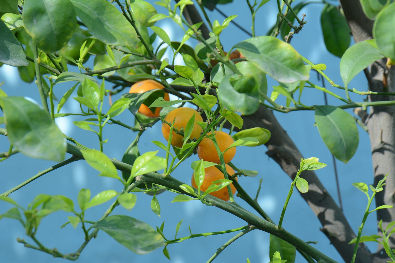 fruit  orange  food free photo