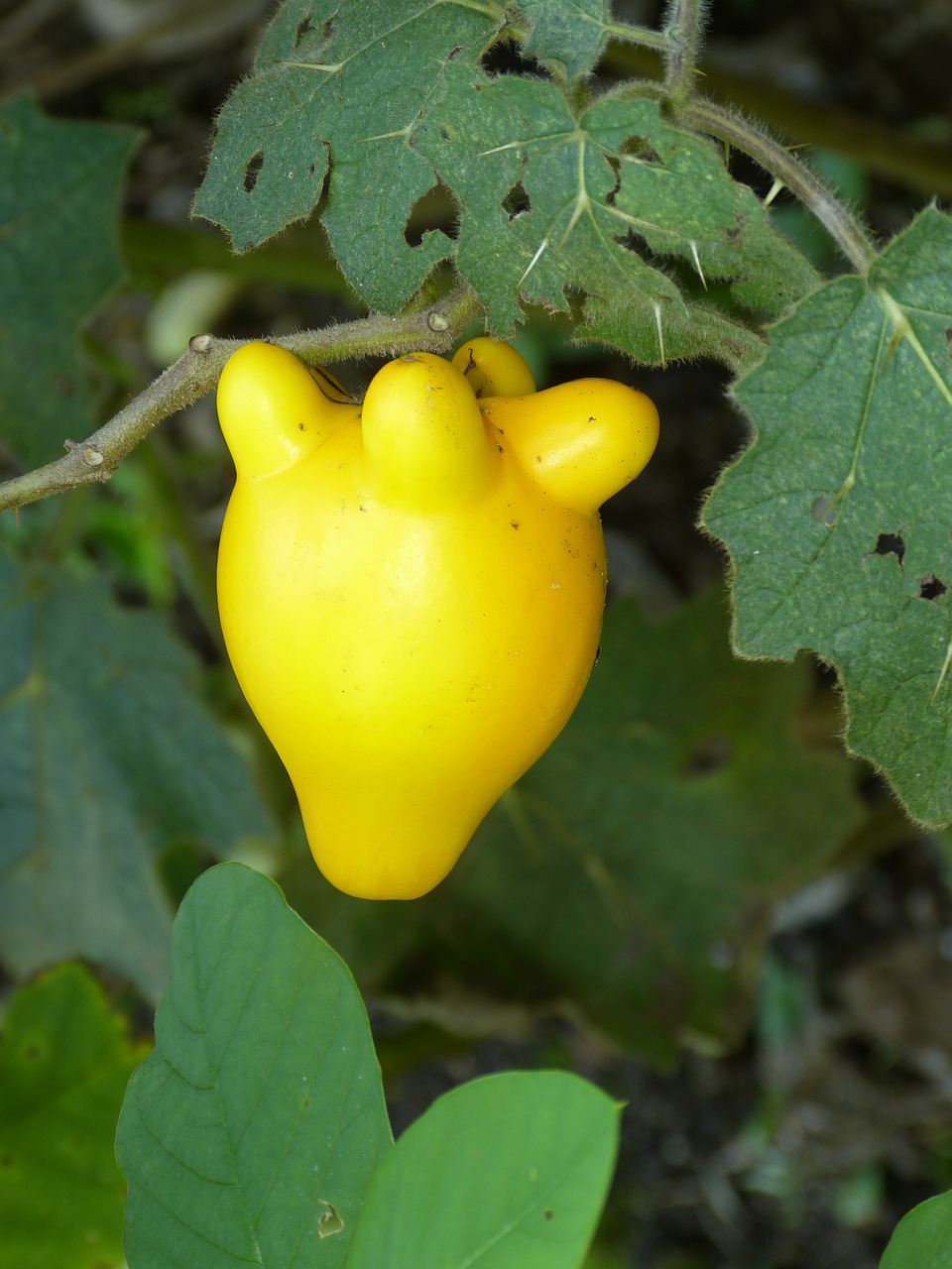 fruit exotic yellow free photo