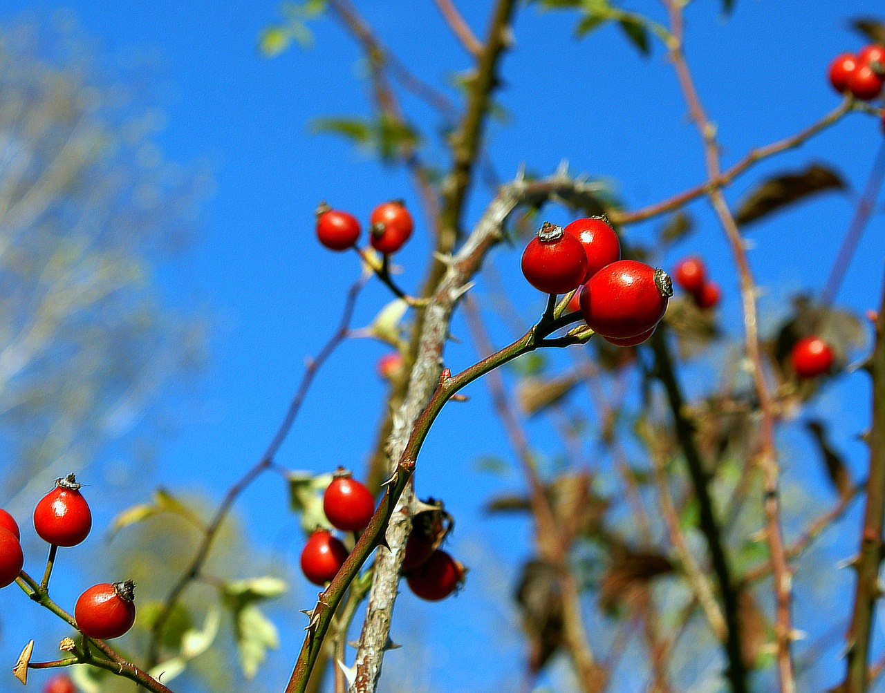 fruit the fruit of the rose wild rose free photo