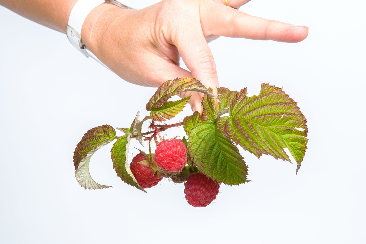 fruit raspberry red free photo