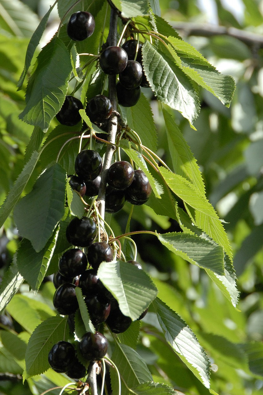 fruit cherry fruits free photo