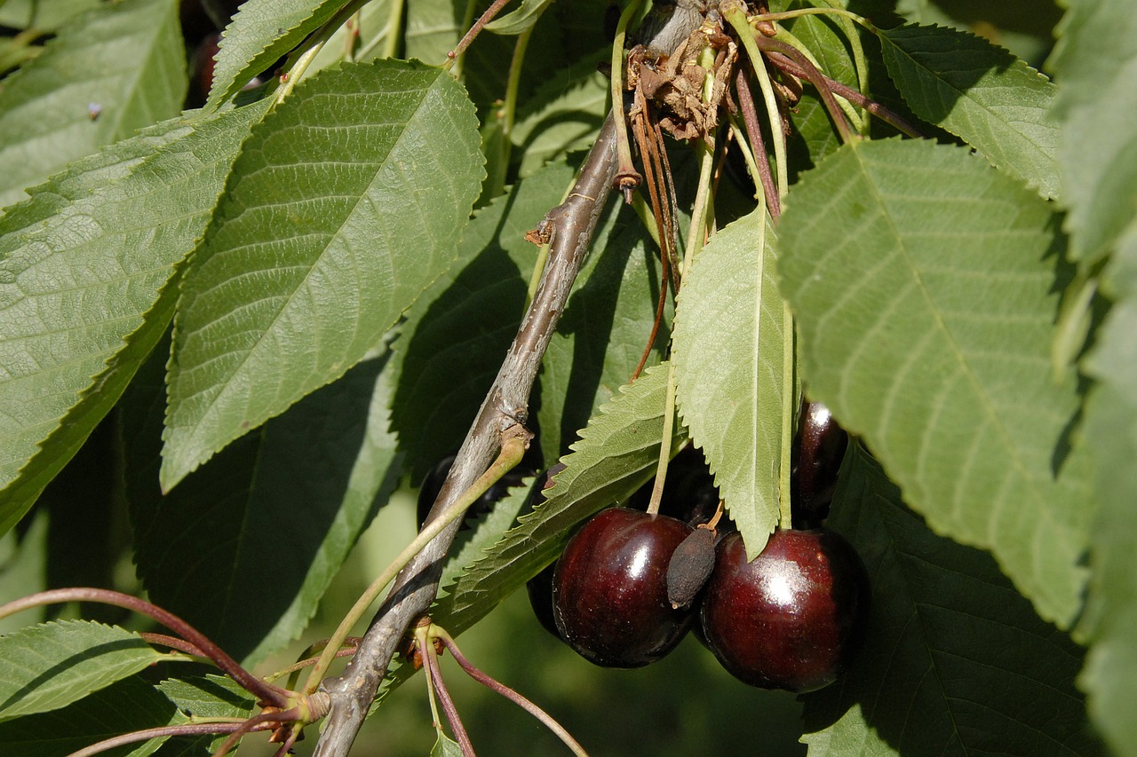 fruit cherry fruits free photo