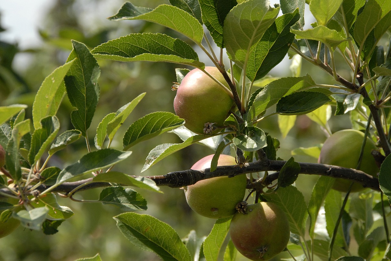 fruit apples fruits free photo